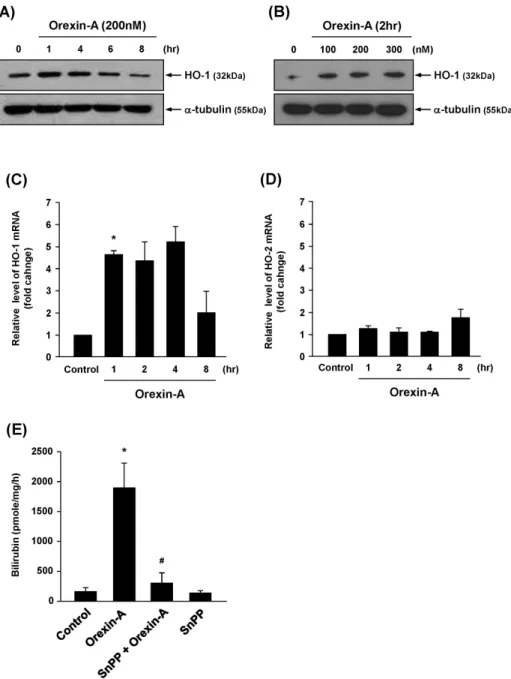 Fig. 1. Upregulation of HO-1 ex- ex-pression and activity by orexin-A in  vascular endothelial cells