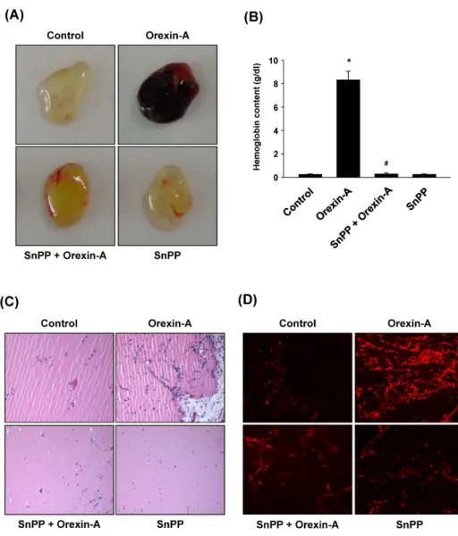 Fig. 2. Involvement of HO-1 in ore- ore-xin-A-induced angiogenesis in vivo. 