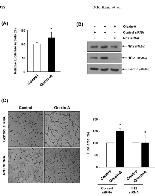 Fig. 4. Influence of the ARE-Nrf2  pathway in orexin-A-mediated HO-1  induction and angiogenesis