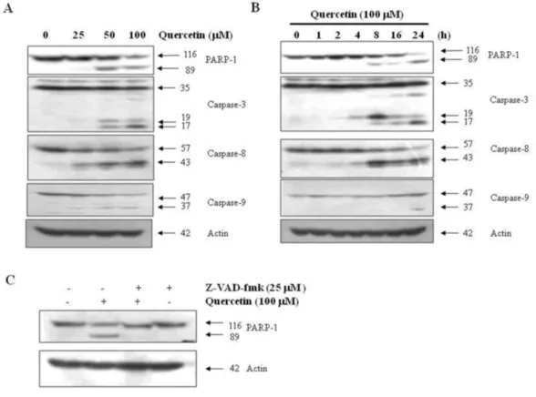 Fig.  2.  Effects  of  quercetin  on  caspase  activation.  A.  PC-9  cells  were  treated  for  24  h  with  the  indicated  concentrations  of  quercetin