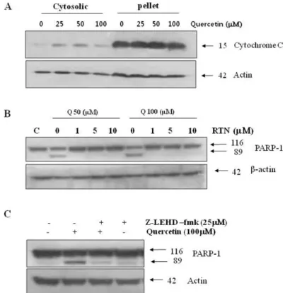 Fig.  4.  Effects  of  quercetin  on  mitochondrial  dependent  signaling  pathway.  A