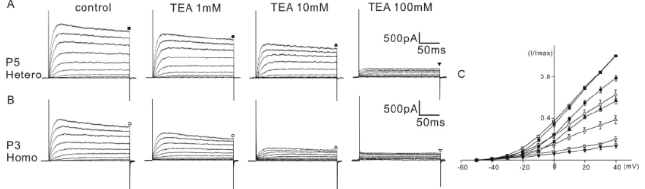 Fig. 3. Effect of TEA on K +  currents. The effects of TEA (1 to 100 mM) on K +  currents are shown in A (P5 heterozygous (+/cir) mouse)  and B (P3 homozygous (cir/cir) mouse)
