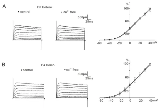 Fig. 5. Effect of external Ca 2+  removal  on K +  currents. Nominal Ca 2+ -free  sol-ution did not changes the K +  currents  of P6 heterozygous (+/cir) mouse (A)  or P4 homozygous (cir/cir) mouse  (B)