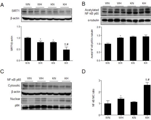 Fig. 2. SIRT1 deletion increases NF- NF-κ B acetylation and induces NF-κB  nuclear translocation in HFD-fed  mice