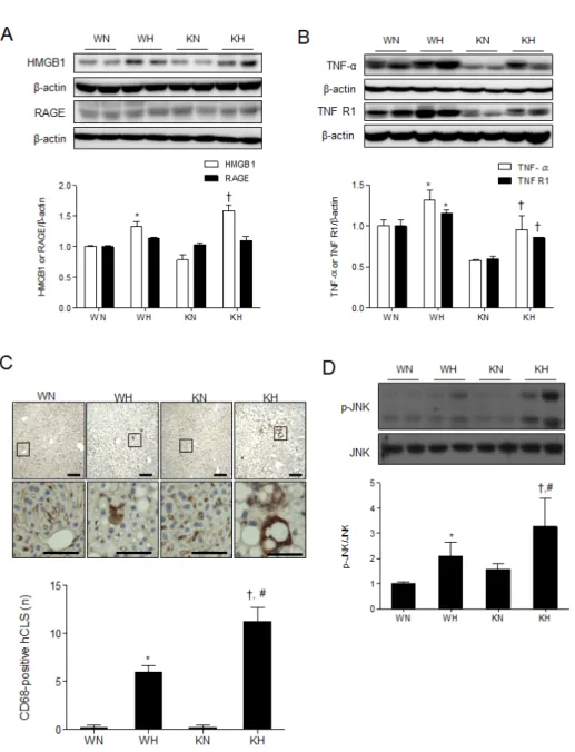 Fig. 3. SIRT1 deletion aggravates  HFD-induced hepatic inflammation  and JNK activation