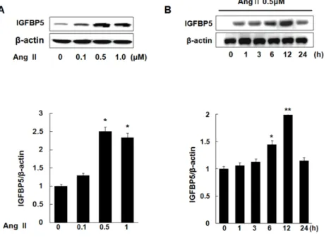 Fig. 1. IGFBP-5 expression is induced  by Ang II in VSMC. Cells were  treated with Ang II 0.1 μM, 0.5 μM,  1  μM for 12 hrs (A)