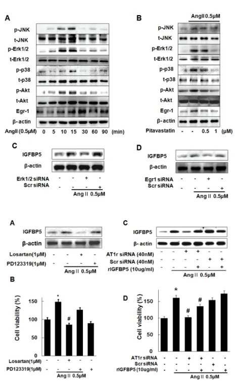Fig. 2. Pitavastatin reduced phos- phos-phorylation of MAPK and expression  of Egr1 induced in Ang II-stimulated  A7r5