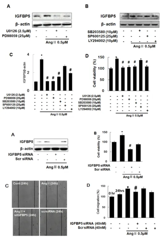 Fig. 4. Effects of inhibiting MAPKs  on Ang II-induced IGFBP5  expre-ssion in VSMC. Cells were pretreated  with U0126 (1 μM) and PD98059 (1  μM) for 1 hr and then incubated with  Ang II 0.5 μM for 12 hrs