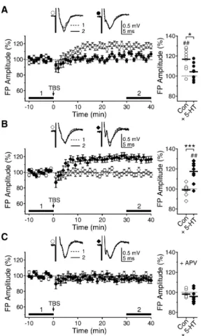 Fig. 1. Opposite effects of 5-HT on LTP induction at 5 and 8 weeks. 