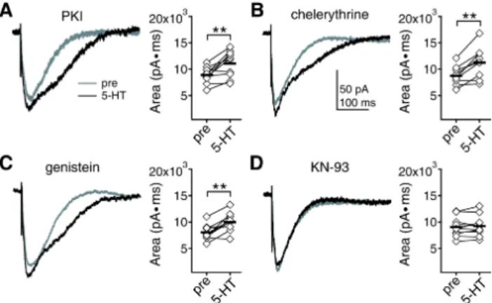Fig. 4. Effects of 5-HT receptor antagonists on 5-HT enhancement  of NMDAR currents and 5-HT receptor agonists on NMDAR  currents at 8 weeks