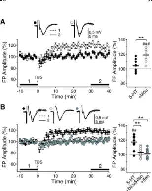 Fig. 7. Reversal of the 5-HT regulation of LTP by bicuculline and  ifenprodil. For clear comparison, data for 5-HT were reproduced  from Fig