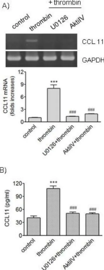 Fig. 2. Effects of inhibitors of MEK and Akt in thrombin-induced  expression of CCL11