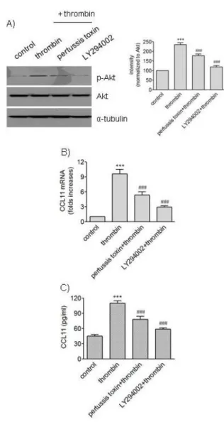 Fig. 4. Effects of pertussis toxin and LY294002 on phosphorylation  of Akt and expression of CCL11 induced by thrombin