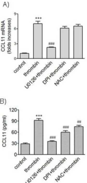 Fig. 5. Effects of ROS quenchers on expression of CCL11 induced  by thrombin. (A, B) HAoSMCs were incubated with or without DPI  (10  μM) and NAC (5 mM) for 2 h followed by stimulation with  thrombin for 9 h