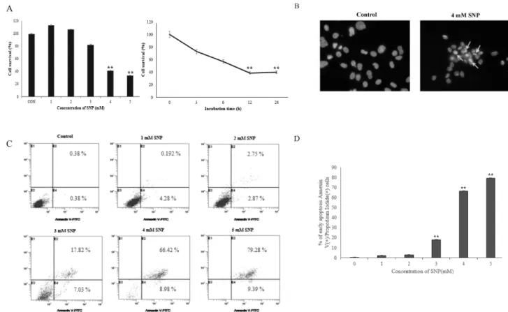 Fig. 1. NO-induced apoptosis in HDPCs. Cells were incubated with various concentrations (1, 2, 3, 4 and 5 mM) of SNP and 4 mM SNP  for the indicated times