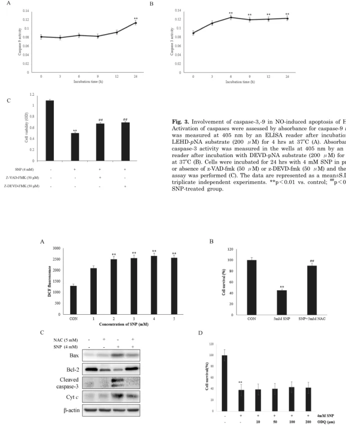 Fig. 3. Involvement of caspase-3,-9 in NO-induced apoptosis of HDPCs. 
