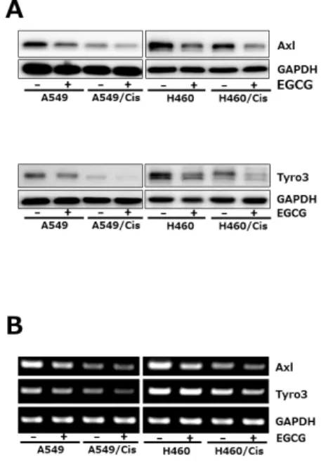 Fig. 4. EGCG suppresses the expression of Axl and Tyro 3 RTKs. 