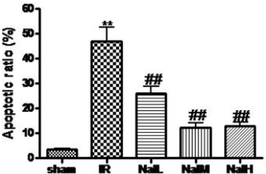 Fig. 4. Effect of naloxone postconditioning on the apoptosis indices  of MIRI rats (mean±SD, n=8)