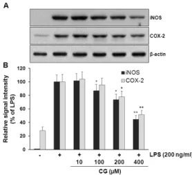 Fig. 3. CG inhibited LPS-induced iNOS and COX-2 protein  expressions in RAW264.7 macrophage cells