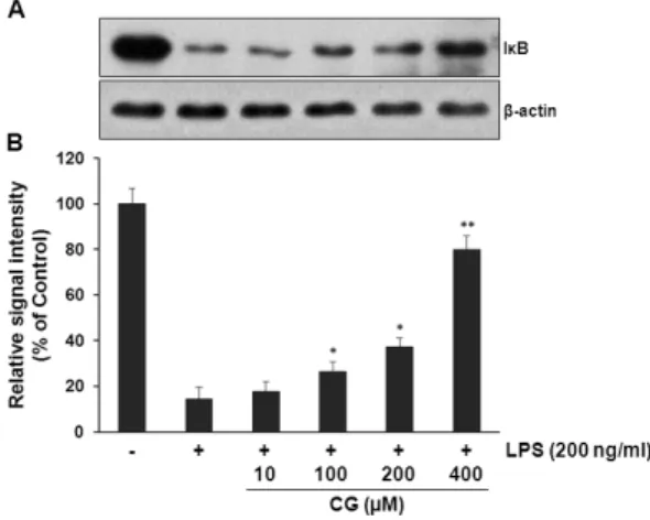 Fig. 6. CG did not affect MAPKs signaling pathways in RAW264.7  macrophage cells. (A) RAW264.7 cells were pretreated with various  indicated concentrations of CG for 1 hr, then exposed to LPS (200  ng/ml) for 30 mins