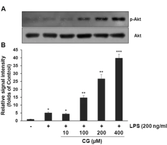 Fig. 7. CG significantly increased Akt phosphorylation in  RAW264.7 macrophage cells. (A) RAW264.7 cells were pretreated  with various indicated concentrations of CG for 1 hr, then exposed  to LPS (200 ng/ml) for another 1 hr