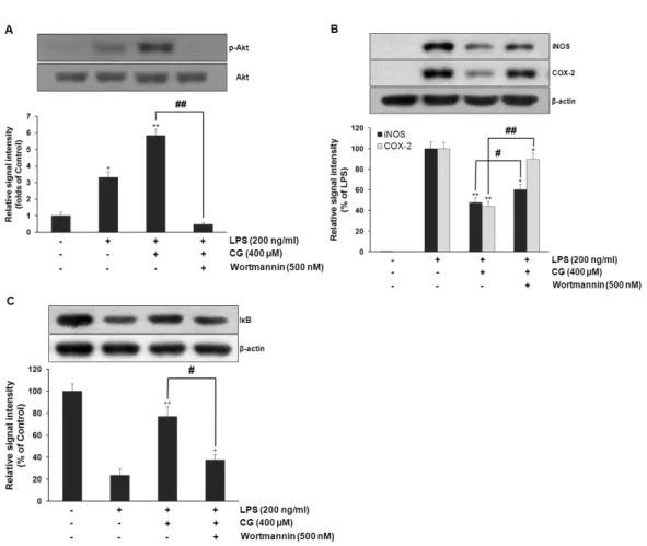 Fig. 8. PI3K/Akt was required for CG-mediated suppression of LPS-induced iNOS and COX-2 expressions and restoration of LPS-induced  IκB degradation in RAW264.7 macrophage cells