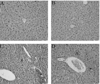 Fig. 1. The effects of vitamins, arecoline and vitamins plus  arecoline treatment on the microstructures of liver tissues observed  by H&amp;E staining