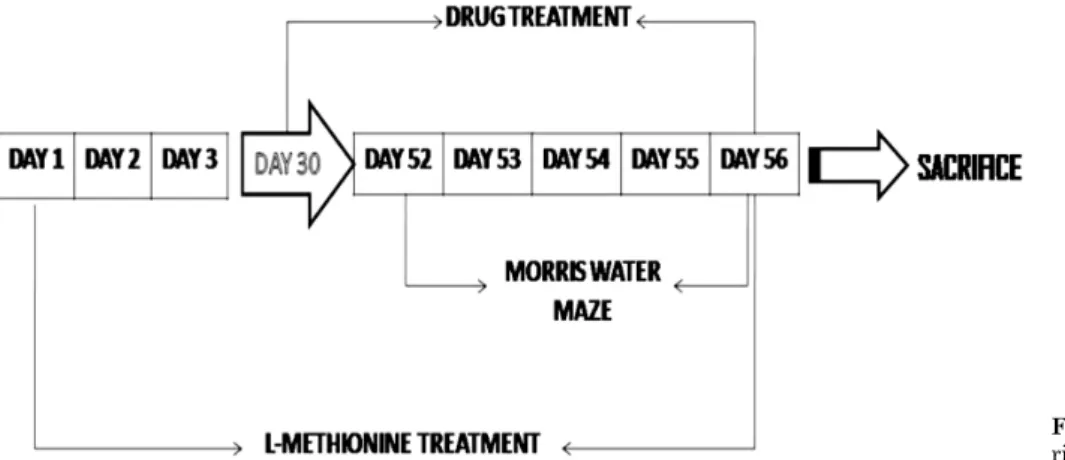 Fig. 1. Schematic presentation of expe- expe-rimental protocol.