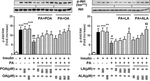 Fig. 2. Effects of palmitoleic acid (POA,  C16:1), oleic acid (OA, C18:1), linoleic acid  (LA, C18:2), and α-linolenic acid (ALA,  C18:3) on the levels of phosphorylation of  Akt in palmitic acid (PA)-treated C2C12  cells