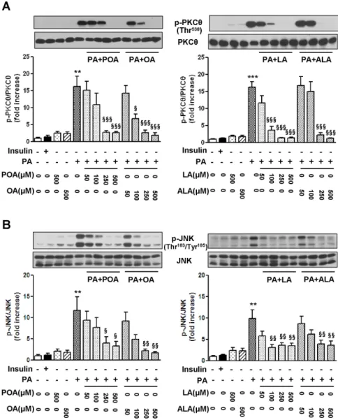 Fig. 3. Effects of palmitoleic acid (POA,  C16:1), oleic acid (OA, C18:1), linoleic acid  (LA, C18:2), and α-linolenic acid (ALA,  C18:3) on the levels of phosphorylation of  PKCθ  (A) and JNK (B) in palmitic acid  (PA)-treated C2C12 cells