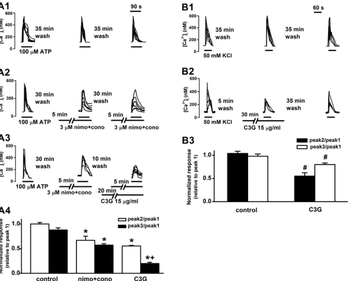 Fig. 4. Inhibitory effects of cyanidin-3-glucoside on ATP or high KCl-induced [Ca 2＋ ] i  increases through voltage-gated Ca 2＋  channels