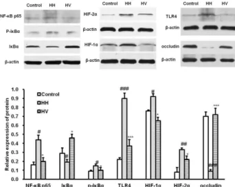 Fig. 6. Occludin, HIFs, TLR4 and NF-κB p65 protein expression  in ileum.  # p＜0.01,  ## p＜0.01,  ### p＜0.001 vs Control; *p＜0.05, ***p