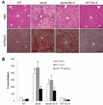 Fig. 2. Effect of Ex-4 on insulin and glucose tolerance in ob/ob mice. 