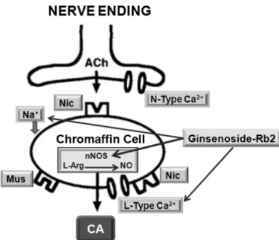 Fig. 9. Probable site of action of Rb2 at cholinergic nerve-chromaffin  cell in the rat adrenal medulla.