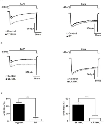 Fig. 5. PAR-2 agonists inhibited I Ca  in rat SCG neurons (A) Left,  a representative trace of I Ca  in the presence (●) and absence (○)  of 30 nM typsin