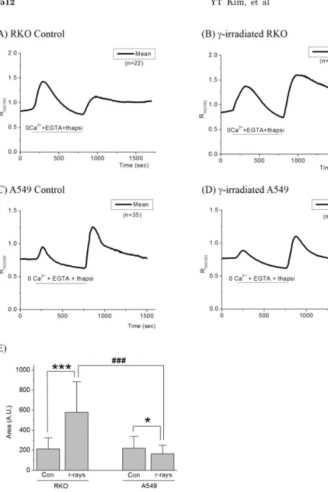 Fig. 2. Effects of γ-irradiation on  SOCI in RKO and A549 cells. (A)  When RKO control cells were  superfused with Tyrode’s solution  including 2 mM Ca 2＋  after depleting  intracellular Ca 2＋  store, R 340/380  was  increased by Ca 2＋  influx via SOCI