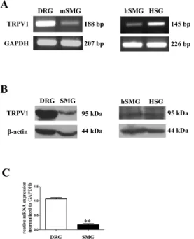 Fig. 1. Expression of TRPV1 in salivary gland epithelial cells  (SGEC). (A) Expression of TRPV1 mRNA in mouse SMG (mSMG),  human SMG (hSMG), and HSG cells by RT-PCR, with GAPDH as  an internal control
