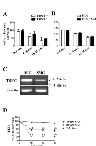 Fig. 4. Effect of capsaicin on salivary secretion and TRPV1 splice  variants expression