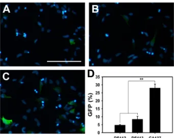 Fig. 4. Induction of final cell divisions by Ngn2. (A, B) Represen- Represen-tative fluorescence time-lapse microscopic images of NSCs  trans-duced with Ngn2 retrovirus