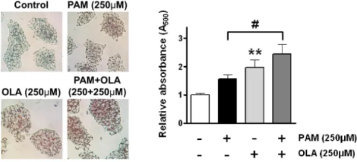 Fig. 5. Oleic acid (OLA) increases the accumulation of intracellular  triglyceride (TAG) in AR42J cells