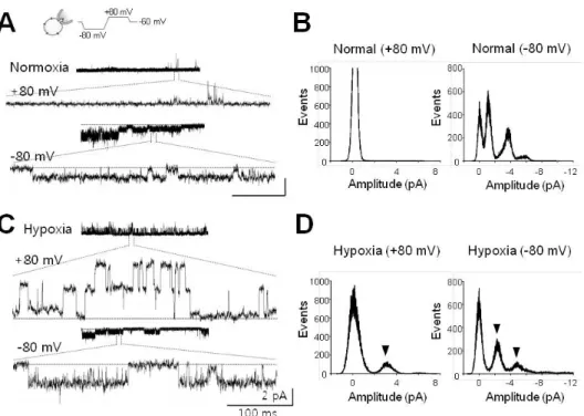 Fig. 1. Single channel currents activated by acute hypoxia. (A) Single channel currents recorded at +80 mV (upper) and╶80 mV (lower)  under normoxic conditions
