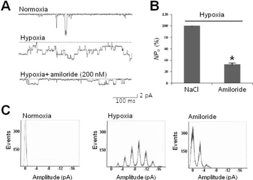 Fig. 4. Hypoxia-activated channels sensitive to amiloride. (A) Representative tracings of 30-pS channels blocked by amiloride, a neuronal  Na +  channel blocker