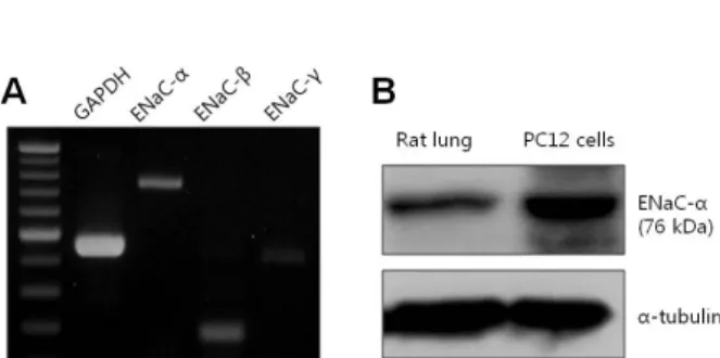 Fig. 5. Expression of ENaC in PC12 cells. (A) mRNA expression  levels of ENaC-α subunit (747 bp), β subunit (178 bp), and γ subunit (405 bp) in PC12 cells