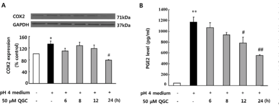 Fig. 4. Inhibitory effects of QGC on acid-induced NF-κB trans- trans-location in cells