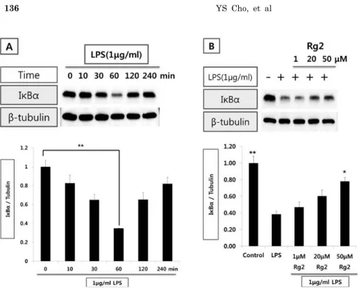 Fig. 3. Effect of Rg2 on IκBα ex- ex-pression in HUVEC stimulated with  LPS. (A) Time-course of IκBα  ex-pression in HUVECs stimulated  with LPS (1μg/ml)
