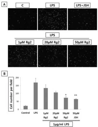 Fig. 4. Effect of Rg2 on THP-1 monocyte adhesion to LPS in  HUVEC stimulated with LPS
