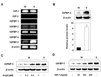 Fig. 2. Recombinant IGFBP-5 increased the proliferation of the  VSMCs from WKY. Cells were treated with IGFBP-5 (50, 100, and  200 ng/ml) for 24 hrs
