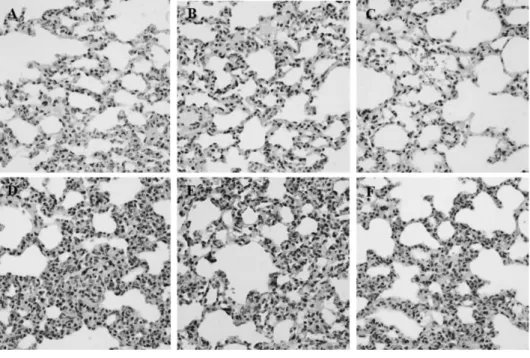 Fig. 2. Effects of PC on LPS-induced  morphological changes and PMN  infiltrations in lung