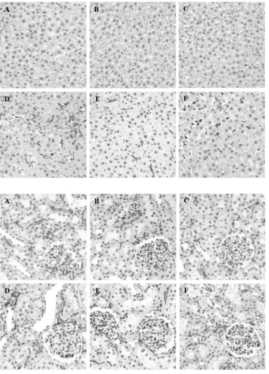 Fig. 7. Effects of PC on LPS-induced  ED2-positive cell expression in  kid-ney. Treatment with the PC led to  the attenuation of the level of ED2  positive macrophages