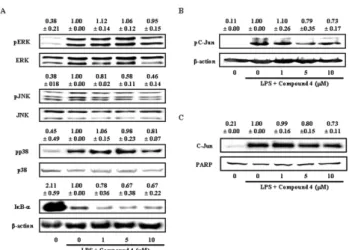 Fig. 5. Effect of compound 4 on LPS-induced MAPK and AP-1  activation. RAW264.7 cells were plated in 100 mm-diameter dishes